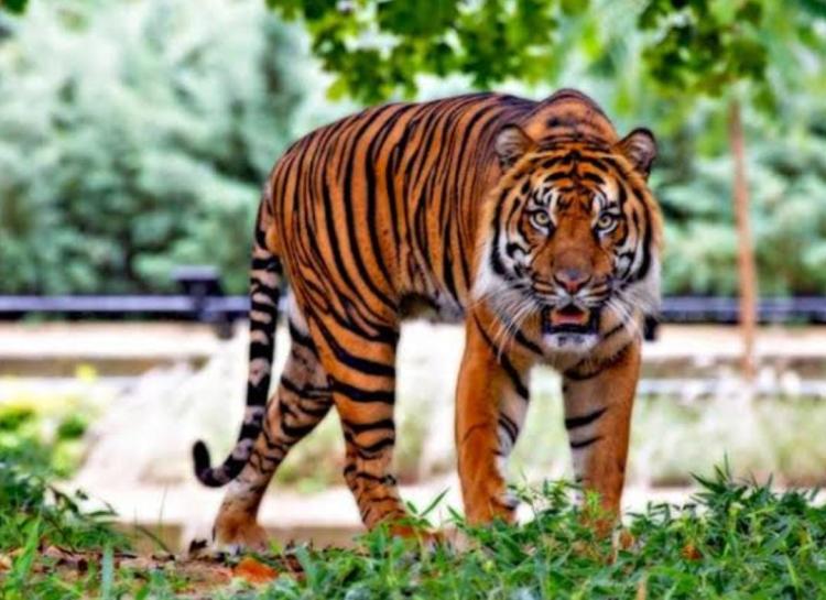 Harimau Mangsa Sapi Warga di Kebun Sawit PT Serikat Putra Pelalawan, Ini Tindakan BBKSDA Riau