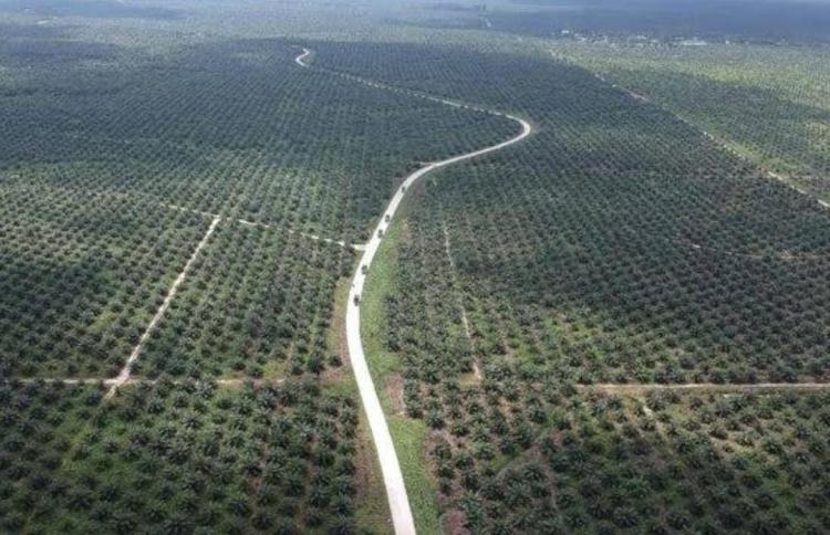 Ada Cuan Besar, Menteri LHK Didesak Buka Proses Penetapan Denda Kebun Sawit Dalam Kawasan Hutan