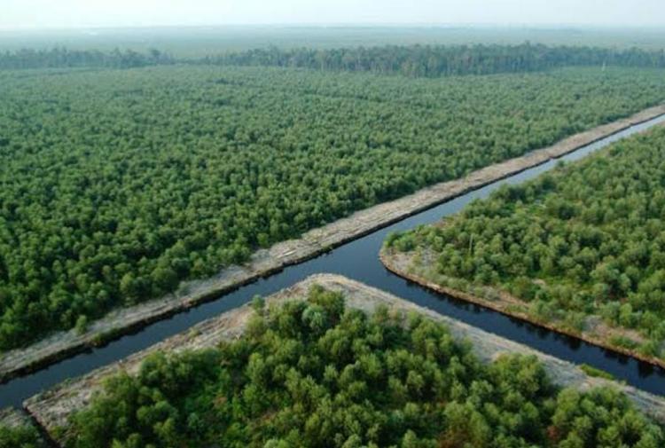 Dukung Protes Soal DBH Migas, Jikalahari ‘Tantang