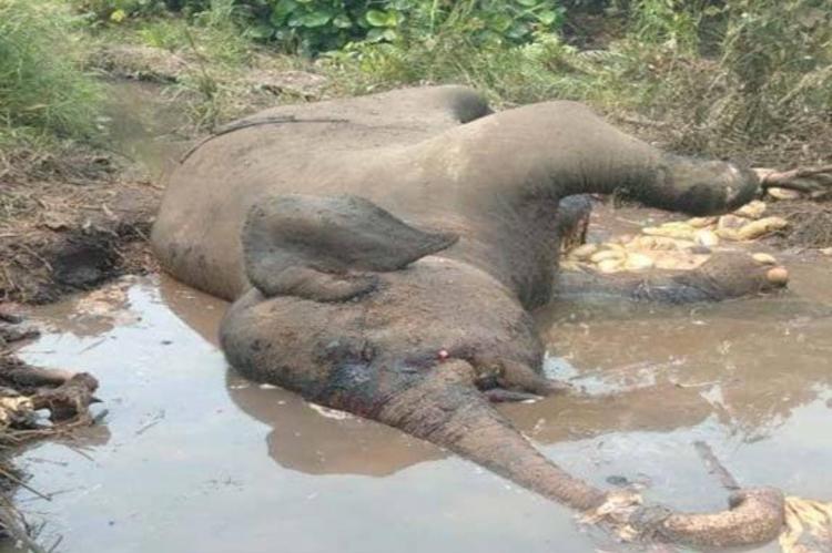 BKSDA Riau Banding Usai Dihukum PTUN Tebang Sawit & Bongkar PKS di SM Balai Raja, Yayasan Menara: Berarti KLHK Mau Hutan Konservasi Jadi Kebun Sawit!