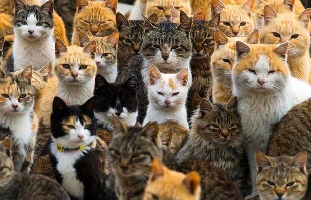 Terkuak! 5 Sifat Kucing Berdasarkan Warna Bulunya, Kucing Hitam Ternyata Paling Ramah