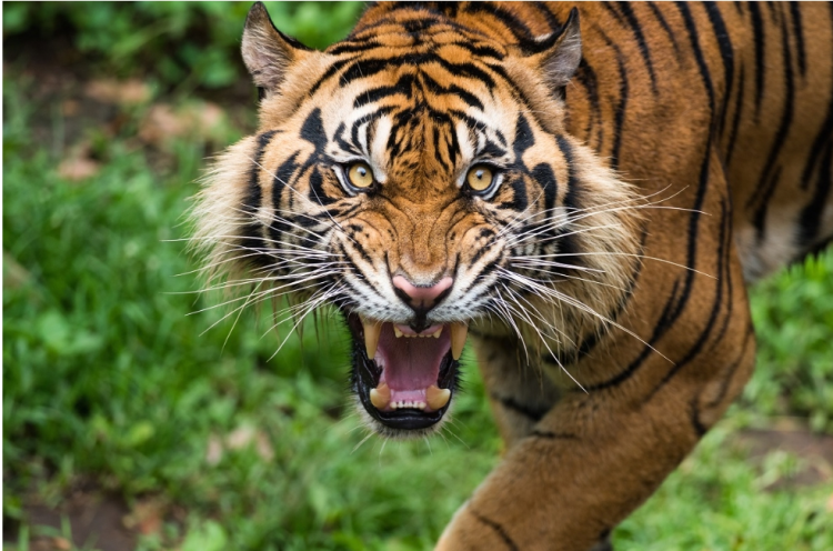 Harimau Sumatera Cabik-cabik Leher Pencari Kayu di Teluk Lanus Siak Hingga Tewas