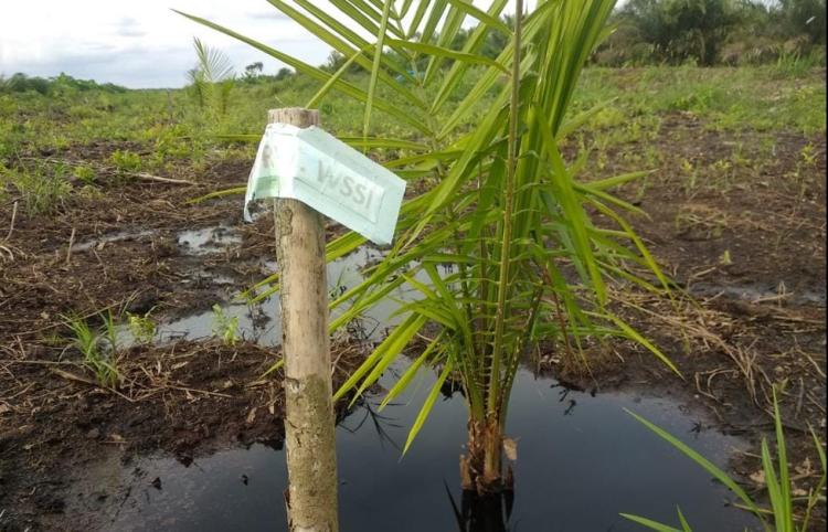 Diduga Langgar Aturan, WALHI Riau Desak Izin Pelepasan Kawasan Hutan PT WSSI di Siak Dievaluasi Total