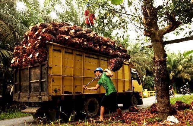 Pola Kemitraan Plasma Kelapa Sawit Rugikan Petani Tapi Bikin Perusahaan Kaya Raya, Kebijakan RSPO Dinilai Gagal