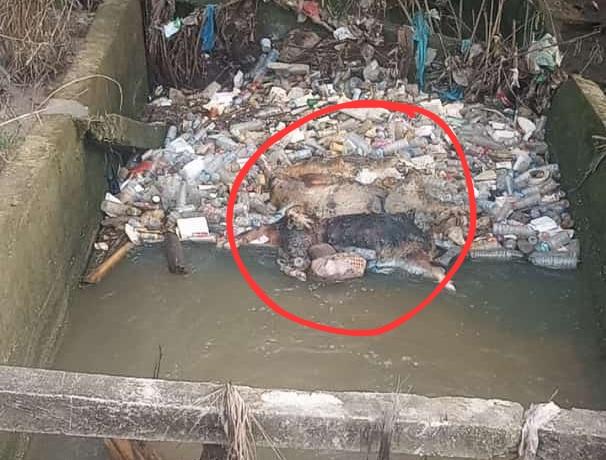 Gawat! 5 Ekor Bangkai Babi yang Dibuang di Rokan Hilir Idap Penyakit ASF