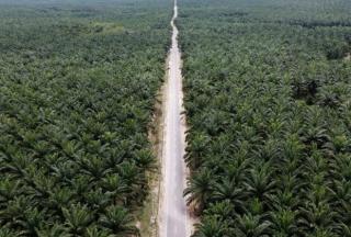 Cuan Jumbo Denda Kebun Sawit Dalam Kawasan Hutan, Riau Dapat Apa?