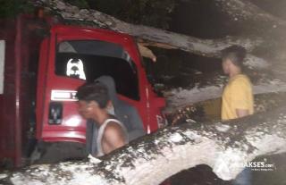Truk Bermuatan Gas Elpiji Tertimpa Pohon Tumbang, Jalan Lintas Pekanbaru-Kuansing Macet Total