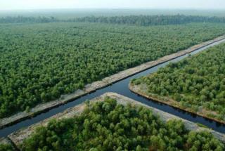 Dukung Protes Soal DBH Migas, Jikalahari ‘Tantang