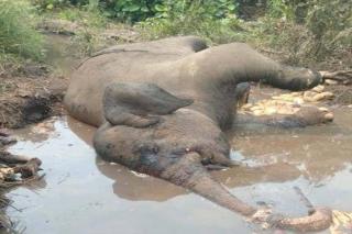 BKSDA Riau Banding Usai Dihukum PTUN Tebang Sawit & Bongkar PKS di SM Balai Raja, Yayasan Menara: Berarti KLHK Mau Hutan Konservasi Jadi Kebun Sawit!