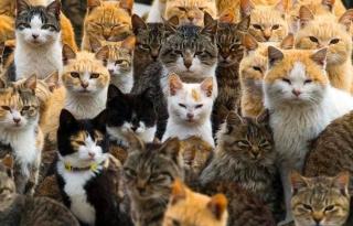 Terkuak! 5 Sifat Kucing Berdasarkan Warna Bulunya, Kucing Hitam Ternyata Paling Ramah