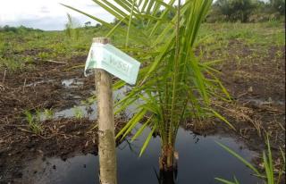 Diduga Langgar Aturan, WALHI Riau Desak Izin Pelepasan Kawasan Hutan PT WSSI di Siak Dievaluasi Total