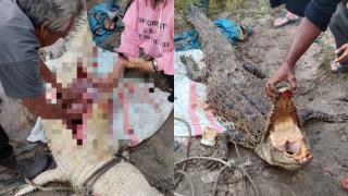 Kisah 2 Nyawa Manusia Melayang Berujung Pembantaian 2 Ekor Buaya di Kepulauan Meranti: Mampukah Kita Berbagi Ruang?