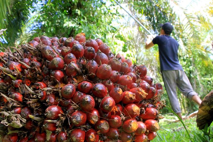 DPRD Riau Sarankan Bentuk Koperasi Solusi Rendahnya Harga Sawit di Tingkat Petani, Ini Alasannya 