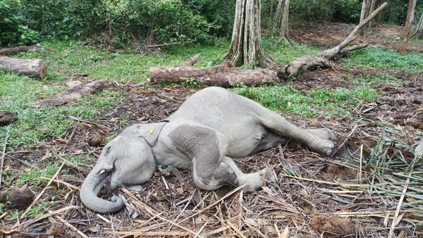 Gajah Damar Ditemukan Mati Tergeletak Diduga Karena Virus