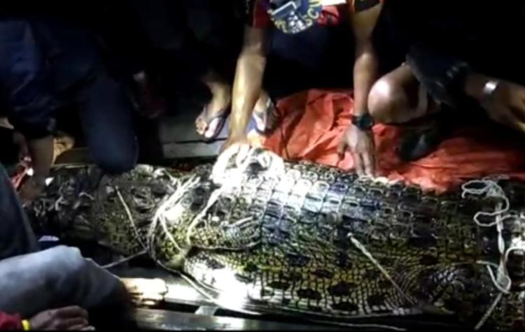 Buaya Muara yang Mangsa Pencari Kayu di Inhil Berhasil Dievakuasi