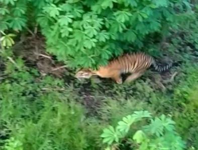 BBKSDA Riau Pasang Kamera Trap dan Perangkap Pantau Harimau Masuk Pemukiman Warga di Siak