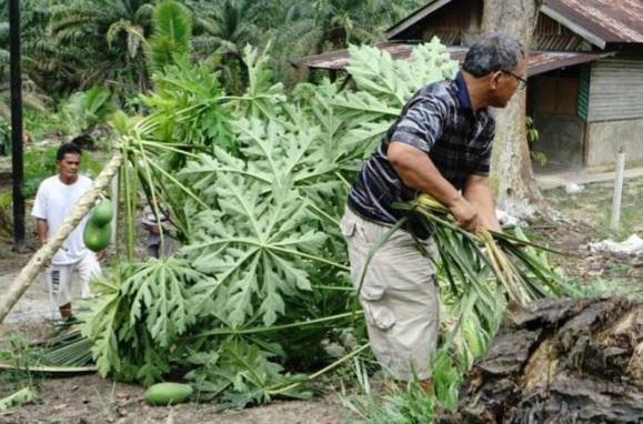 Kawanan Gajah Masuki Pekanbaru, Acak-acak Tanaman Warga di Rumbai