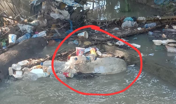 Lagi, Bangkai Babi Dibuang ke Parit di Rohil, Aroma Tak Sedap Bikin Warga Resah