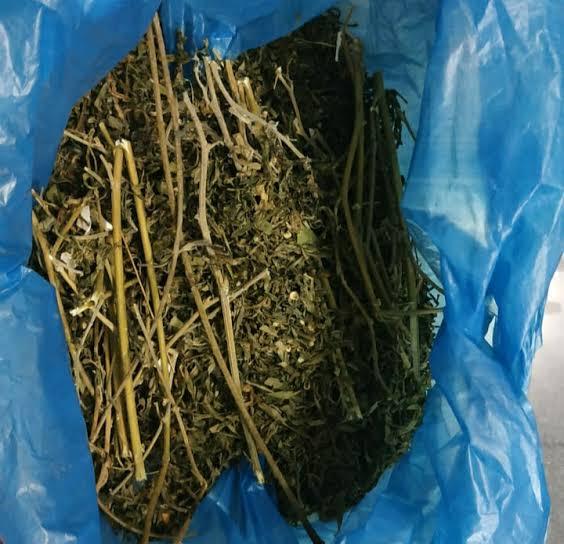 Bawa Oleh-oleh Ganja Kering, Mahasiswa di Tembilahan Diamankan Polisi