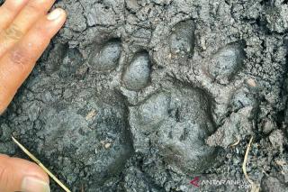 Dekat Pemukiman Warga, BBKSDA Riau Pantau Penemuan Jejak Diduga Harimau di Siak