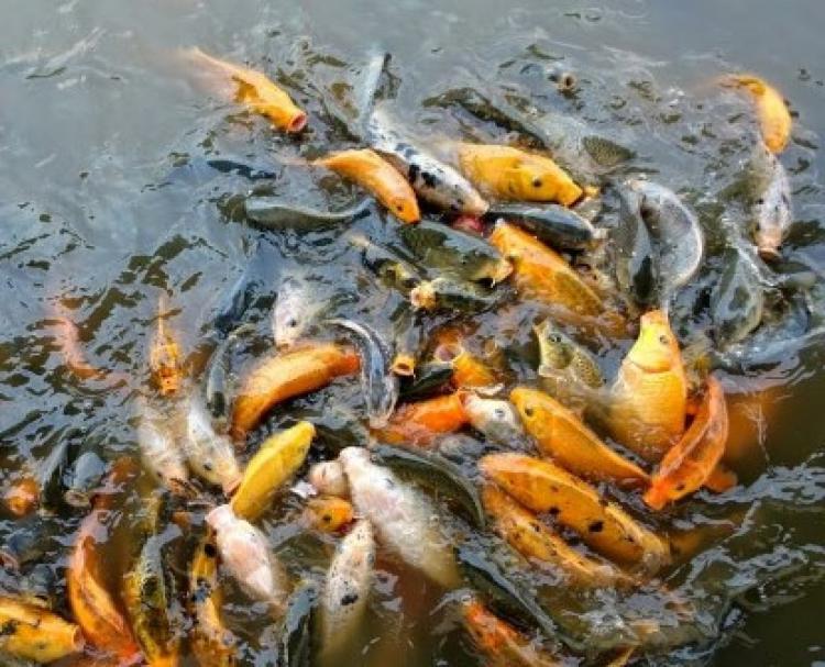 2,3 Ton Ikan Mas Mati di PLTA Kampar, Penambak Rugi Puluhan Juta