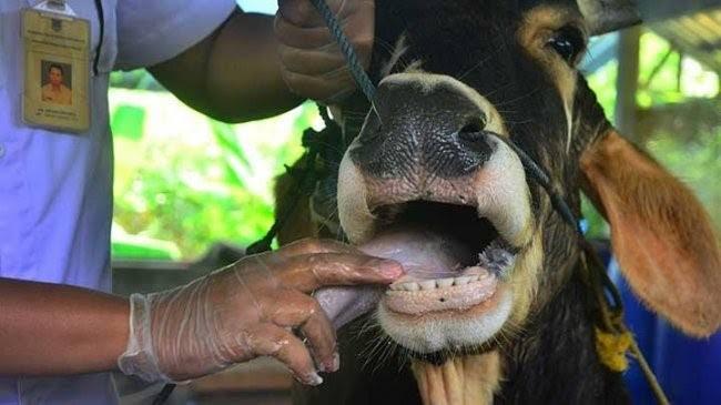 Awal Februari, Terdapat 25 Kasus PMK di Riau