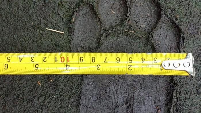 Warga Siak Kembali Dihebohkan Dengan Kemunculan Harimau Sumatera di Dekat Kebun Warga