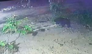 Seekor Beruang Terekam Kamera CCTV Masuk Kebun Warga, Begini Kata BBKSDA Riau