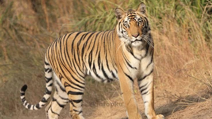 3 Sekolah di Siak Terpaksa Libur Pasca Ditemukannya Sapi Dimangsa Harimau