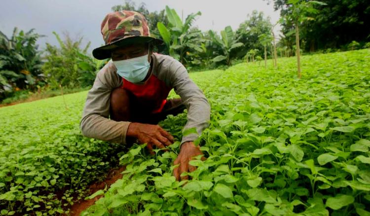 Harga Sejumlah Sayuran di Pekanbaru Diperkirakan Naik Februari Ini, Bakal Picu Inflasi Awal Maret 