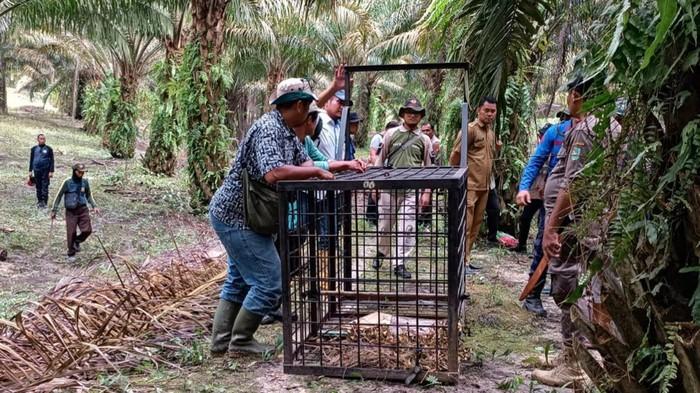 Harimau Berkeliaran di Siak, BBKSDA Riau Pasang Perangkap dan Kamera Trap