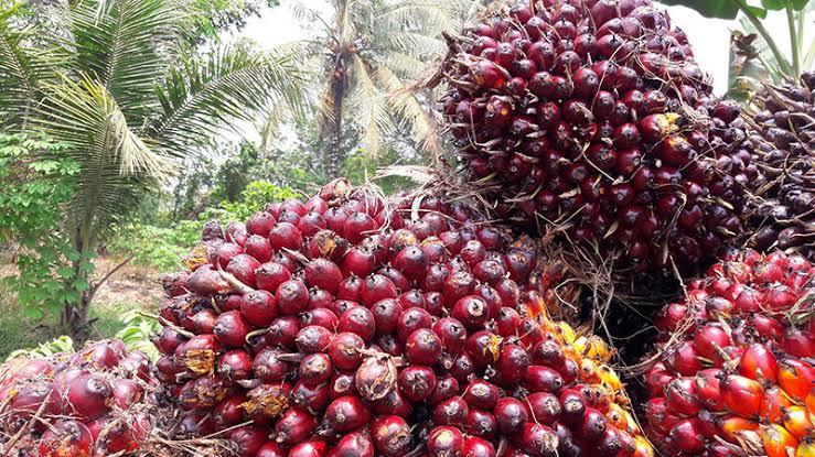 Naik Tipis, Berikut Rincian Harga Sawit Riau Pekan Ini