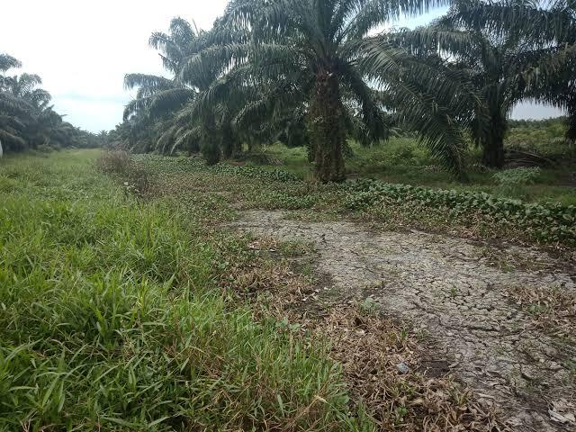 Kisruh Sengketa Lahan PT DSI, Pemprov Riau Panggil Pemkab Siak