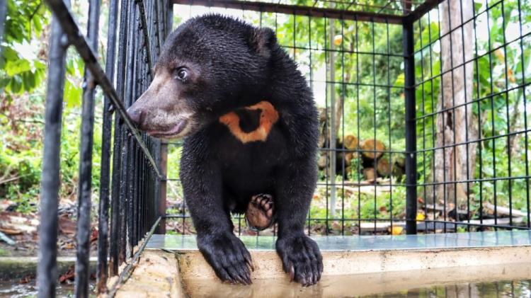 Sempat Berkeliaran di Pemukiman Masyarakat, BBKSDA Riau Evakuasi Seekor Beruang ke Kandang Transit