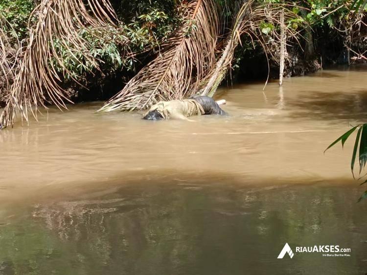 Pergi Mencari Berondolan Sawit Milik Warga, Pria di Rokan Hilir Ditemukan Tewas di Pinggir Sungai Perbatasan Sumut-Riau