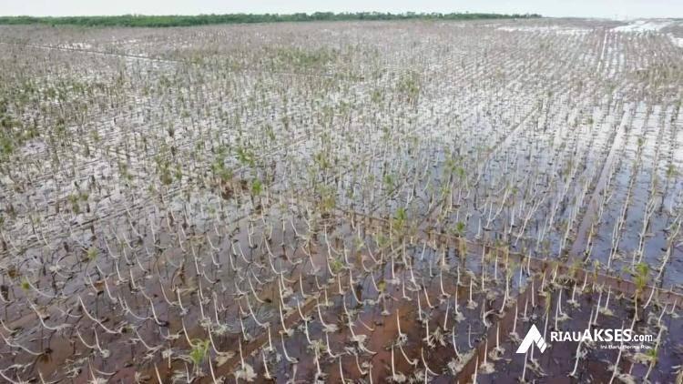 Abrasi Laut Rendam Kebun Kelapa Warga, Kepala Desa Kuala Selat Tembilahan Temui DPR RI