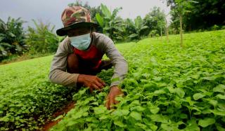 Harga Sejumlah Sayuran di Pekanbaru Diperkirakan Naik Februari Ini, Bakal Picu Inflasi Awal Maret 