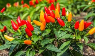 Harga Cabai Merah Diprediksi Naik Saat Ramadan, Pemko Pekanbaru Imbau Masyarakat Tanam di Pekarangan Rumah