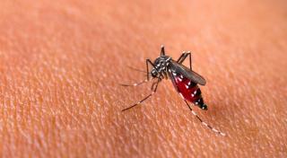Selama 2023, Tercatat 9 Kasus DBD di Pekanbaru