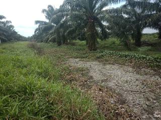 Kisruh Sengketa Lahan PT DSI, Pemprov Riau Panggil Pemkab Siak