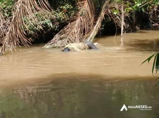 Polisi Ungkap Pelaku Pembunuhan Mayat Ditemukan di Aliran Sungai Perbatasan Riau-Sumut di Rohil