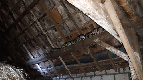 Ular Sanca Sepanjang 4 Meter Bersarang di Rumah Warga di Pekanbaru