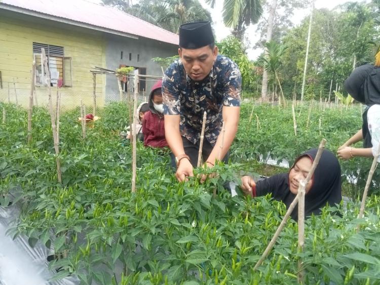 Pemdes Bantar Gunakan Dana Desa Untuk Tanam Cabe, Hasilnya Dijual Murah ke Masyarakat