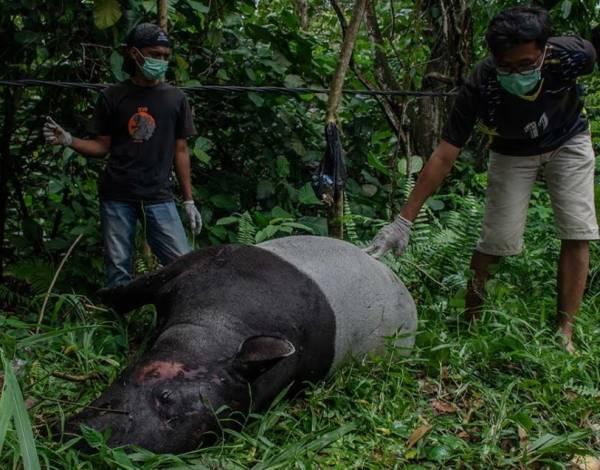 Seekor Bangkai Tapir Ditemukan Warga di Pinggir Jalan 