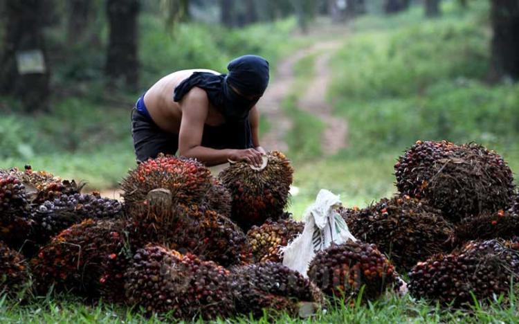 Merosot Lagi, Berikut Daftar Harga Kelapa Sawit di Riau Seminggu ke depan