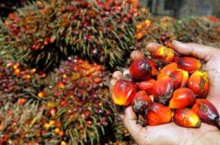 Wow! Harga TBS Kelapa Sawit Riau Tertinggi di Indonesia, Cek Daftarnya