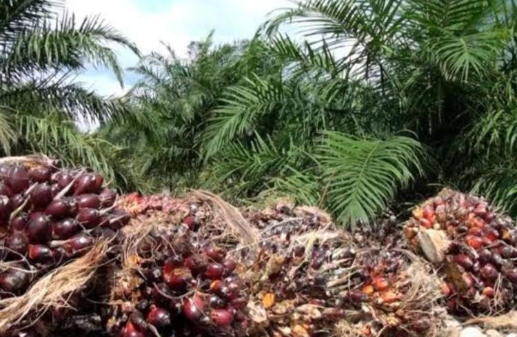 Mitos Kelapa Sawit Untuk Kesejahteraan, Peneliti Ungkap Justru Kemiskinan yang Terjadi