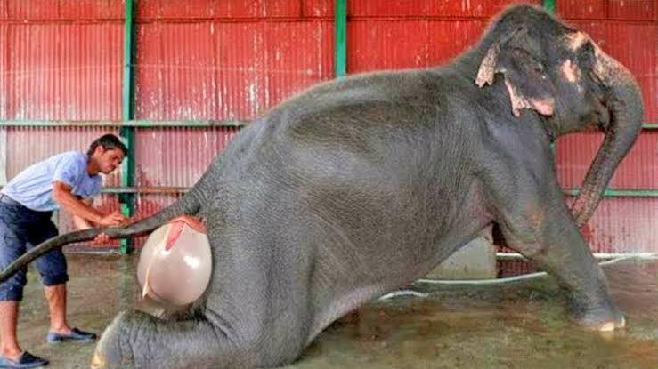 Selamat! Gajah Carmen Lahirkan Bayi Jantan di Estate Ukui, Ini Penampakannya