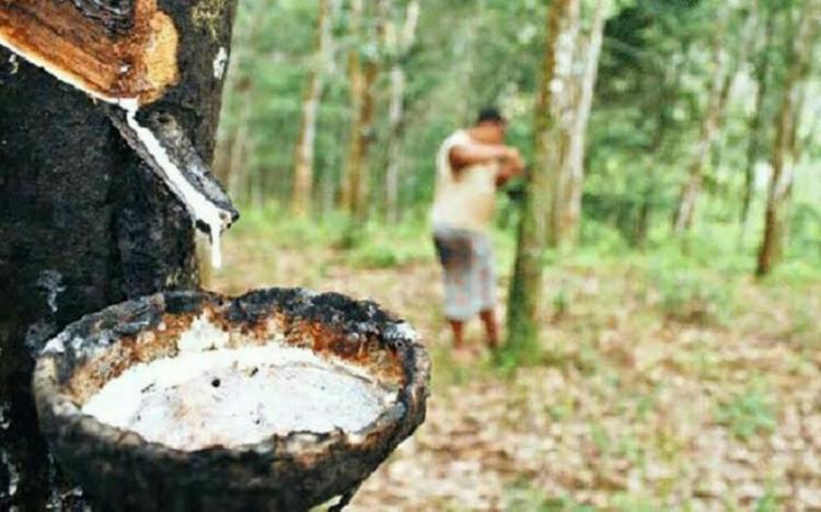 Harga Karet Bengkalis Naik Paling Besar Sepekan ke Depan