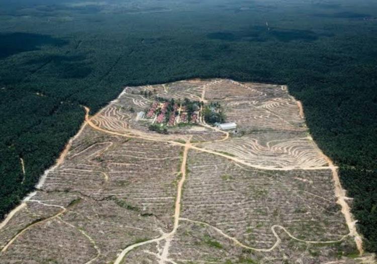 Pengampunan Kejahatan Hutan di Tahun Politik Disorot Keras, Walhi: Ruang Transaksional Sengaja Dibuat, Elit Dapat Ongkos Politik!